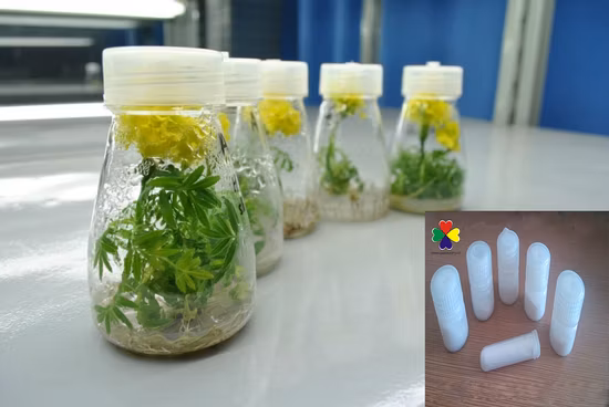 Hormonas vegetales Pesticida Zeatina Citoquinina Pgr 99%Tc