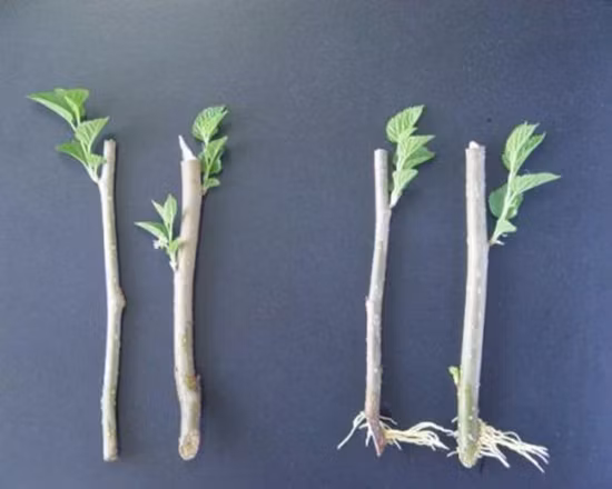 Promotor del crecimiento vegetal Auxin Iaa Ácido indol acético 98%Tc