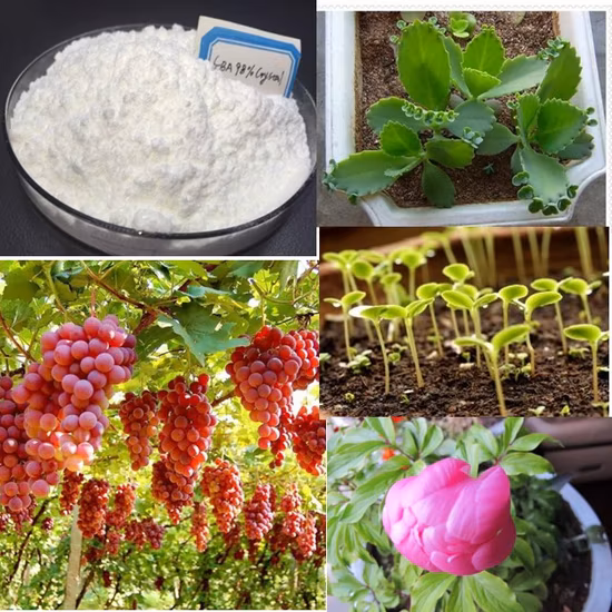 Regulador del crecimiento vegetal Seradix Hormona de enraizamiento 6